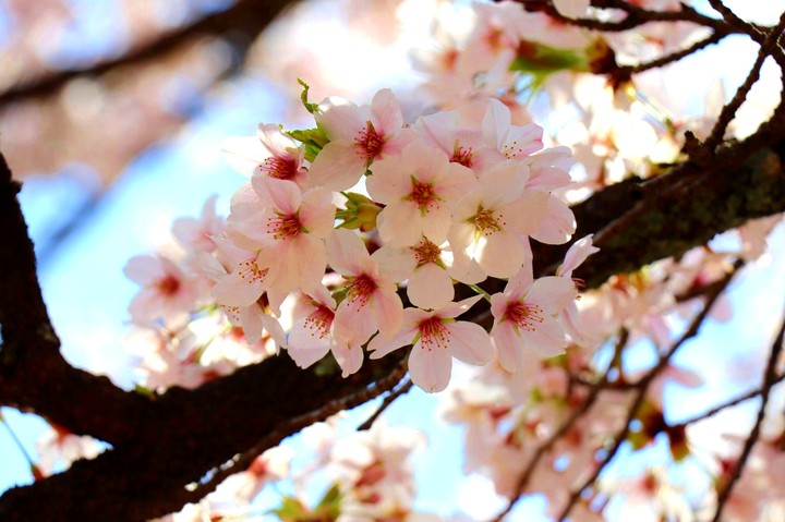 桜