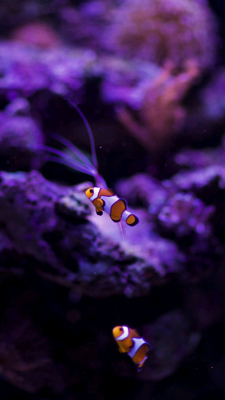 Fische