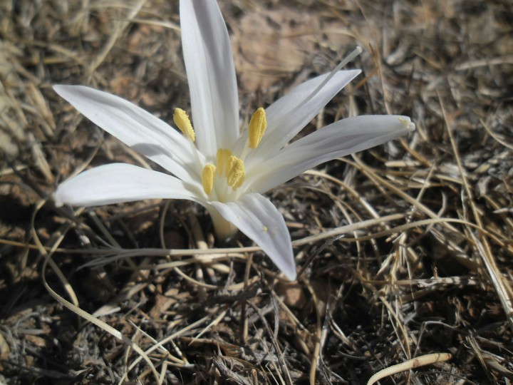 white flower