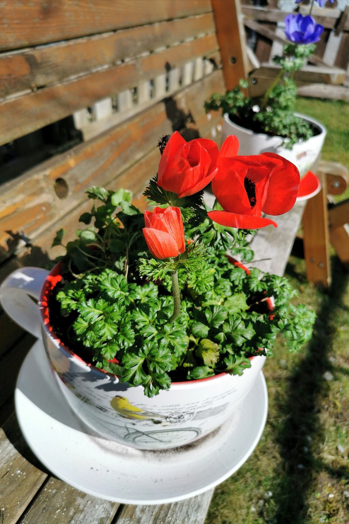 Anemone in rot