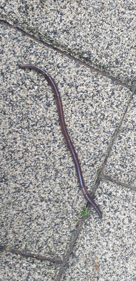 sfondi snake, kingsnake