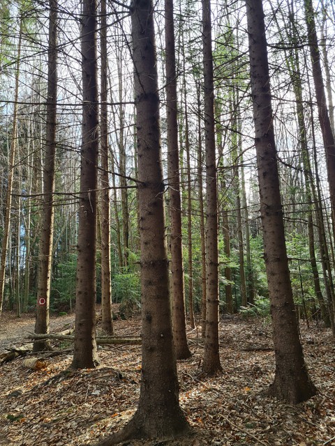 forest