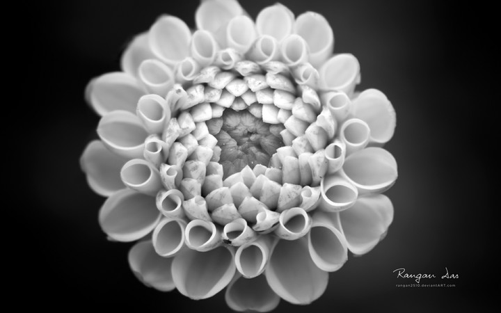 flower black and white