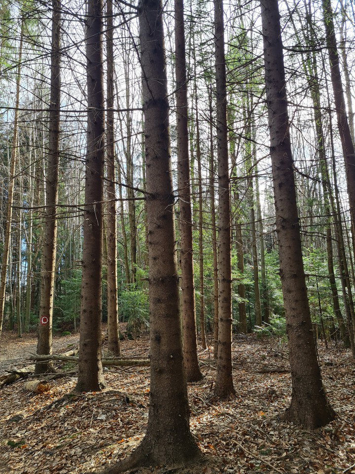 forest