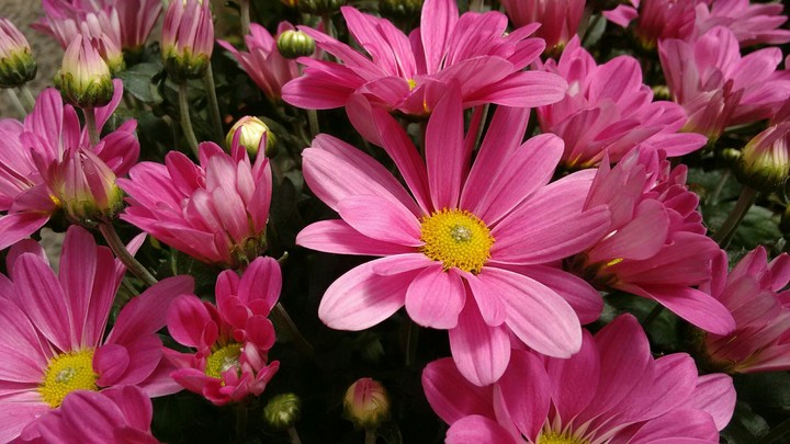 Flowers for you......