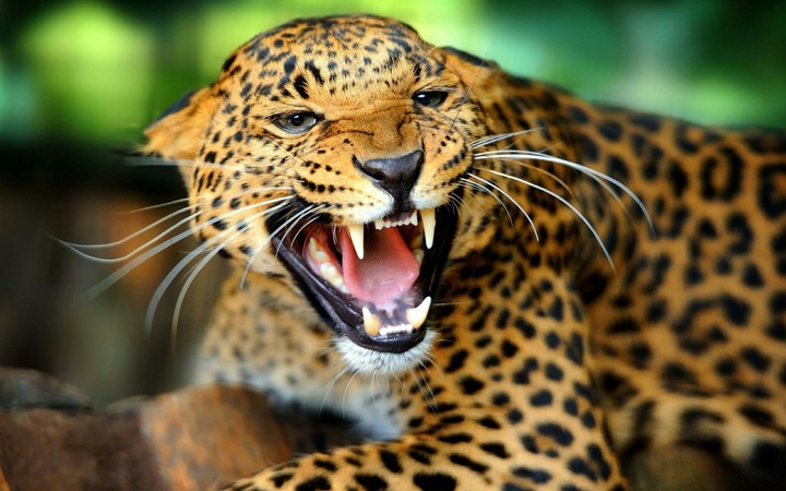 tiger