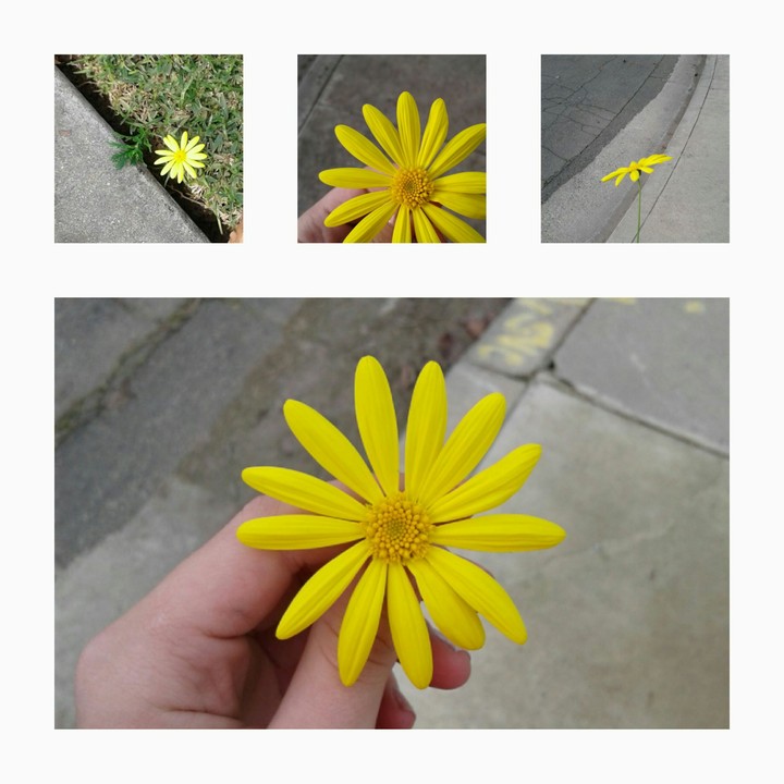 flower collage