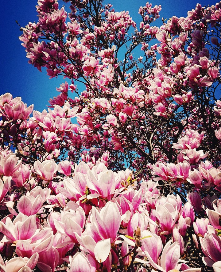 Magnolie