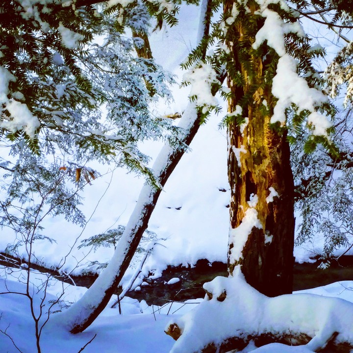 Winter escape