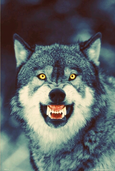 lonely wolf