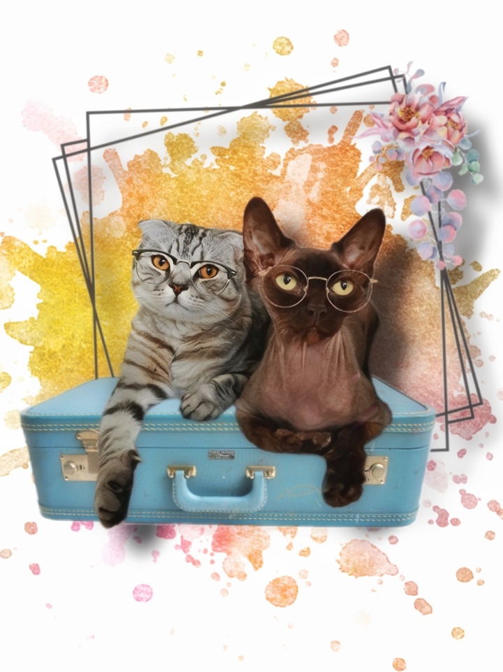 #cat #cats #littlecat #кот #кошки #arts #art #арт
