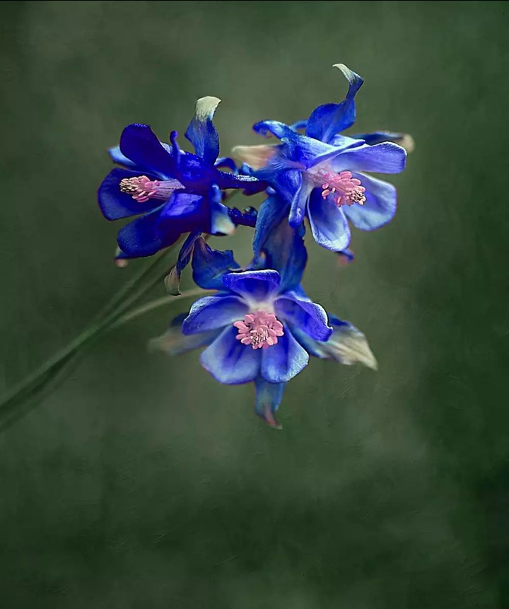 Blossom