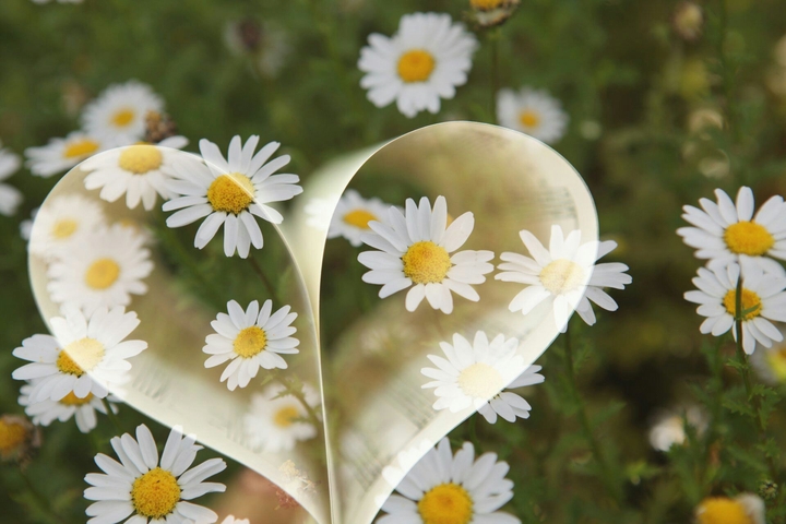 Flower heart