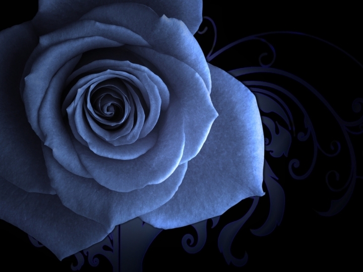 white rose