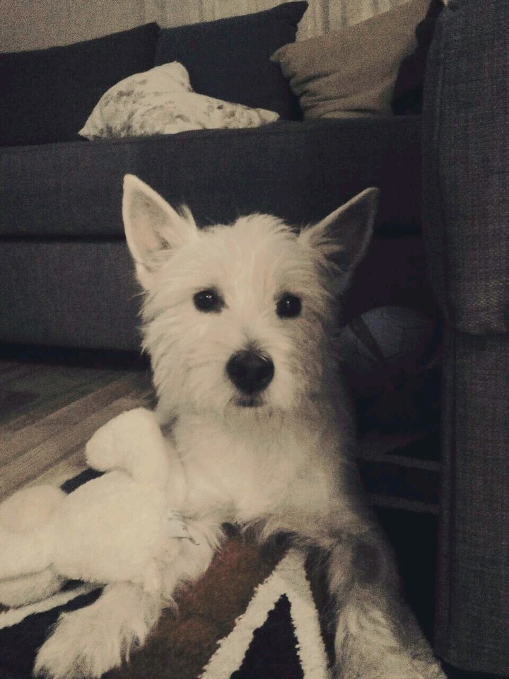 It's my dog. She's 2 years old, and her names Mimi!