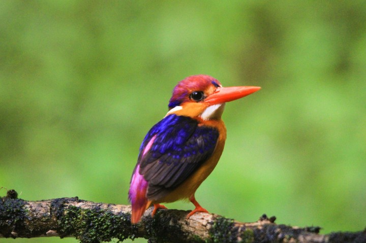 oriental dwarf kingfisher