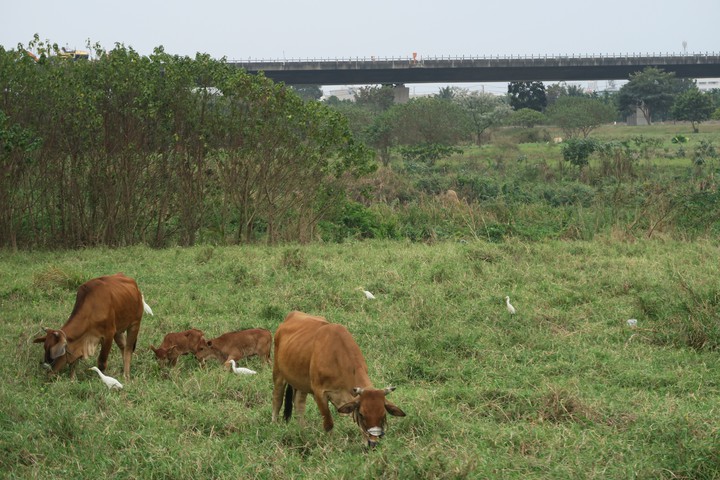 Cattle and Egret