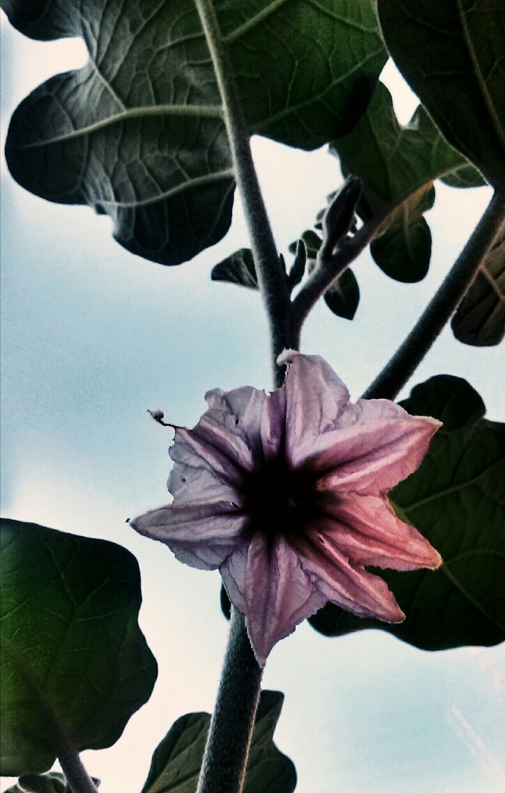 bloom