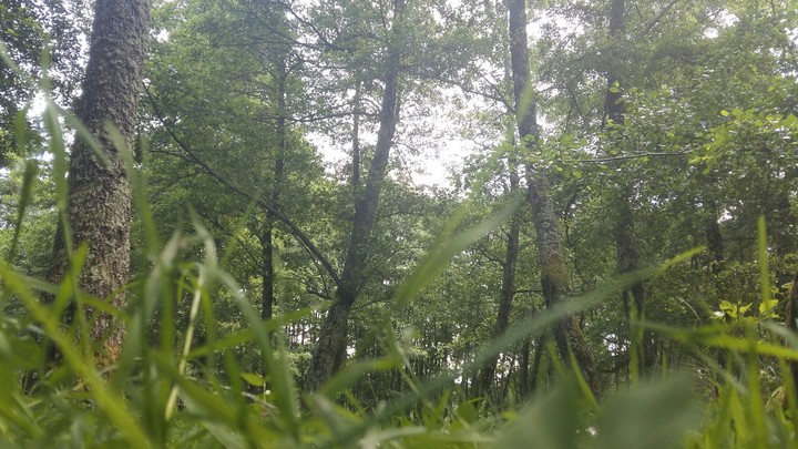 The Forest