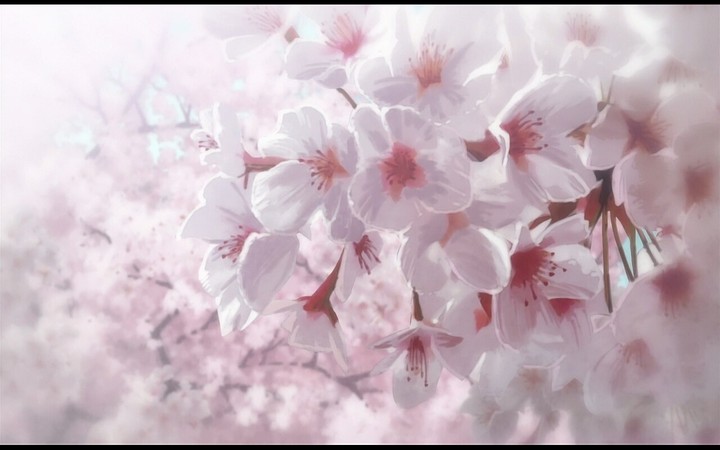 sakura in anime