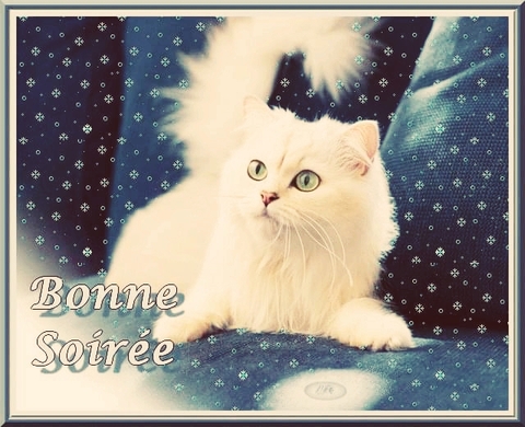 bonne soiree