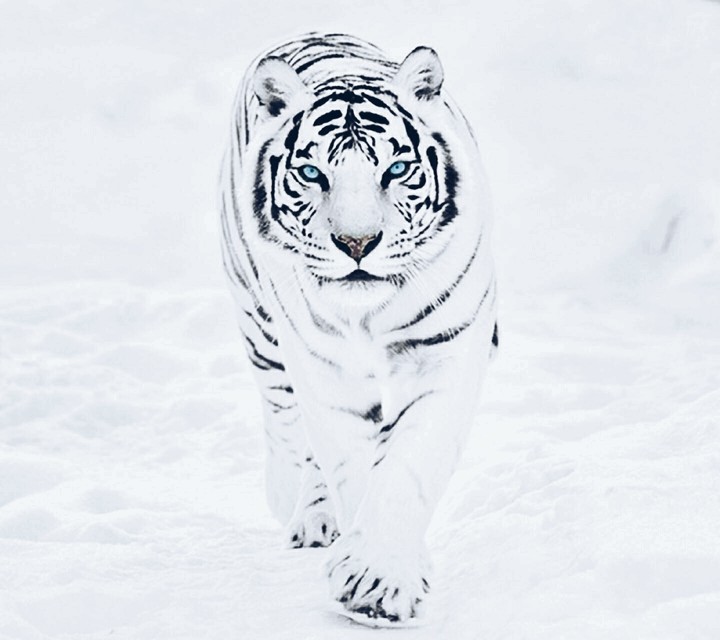White Tiger