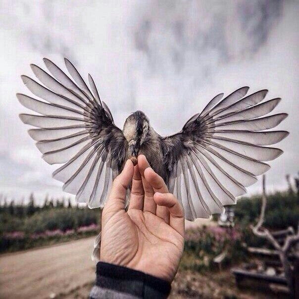 свобода