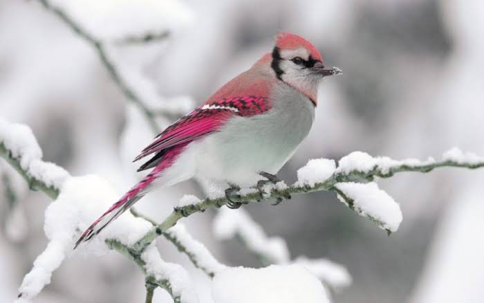 Snow Pink