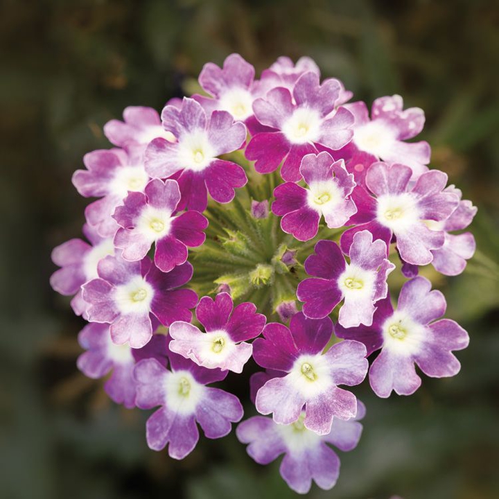 #Nature's Beauty