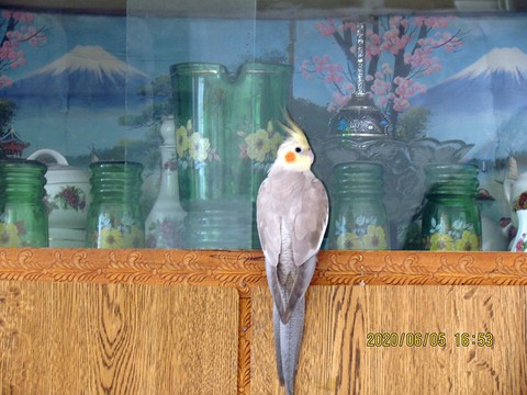 parrot❤