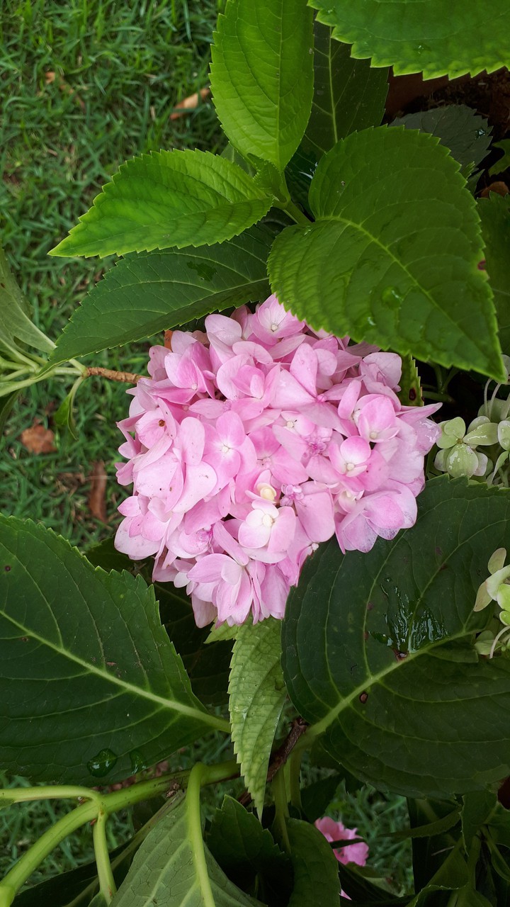 flores