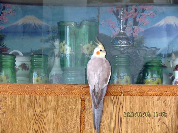 parrot❤
