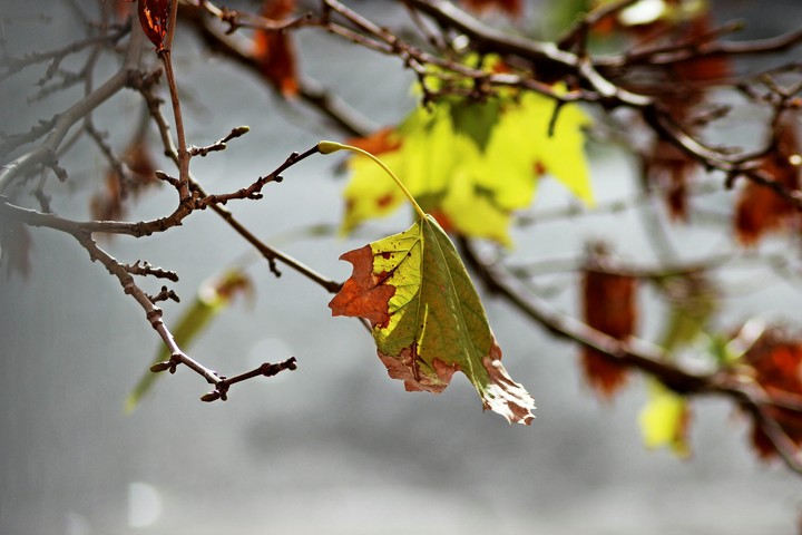 Autum