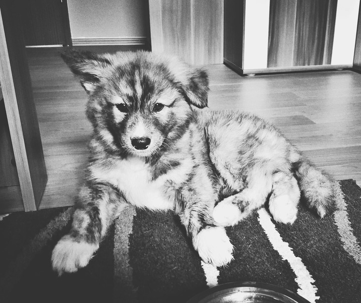 Husky akita