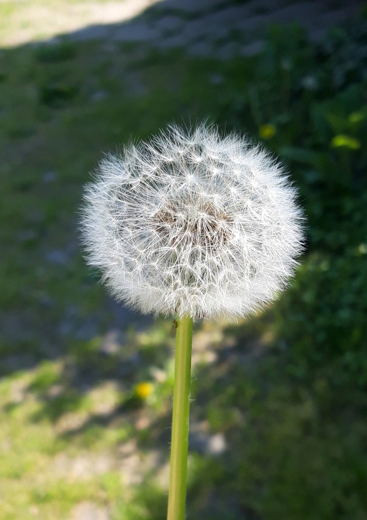 wish upon a flower