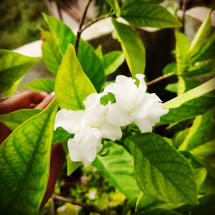 flower
