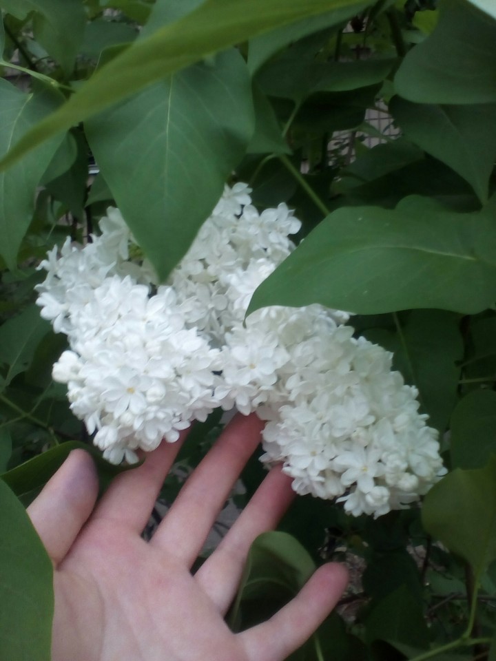 Сирень