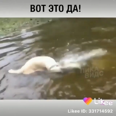 Собака на рыбалке.