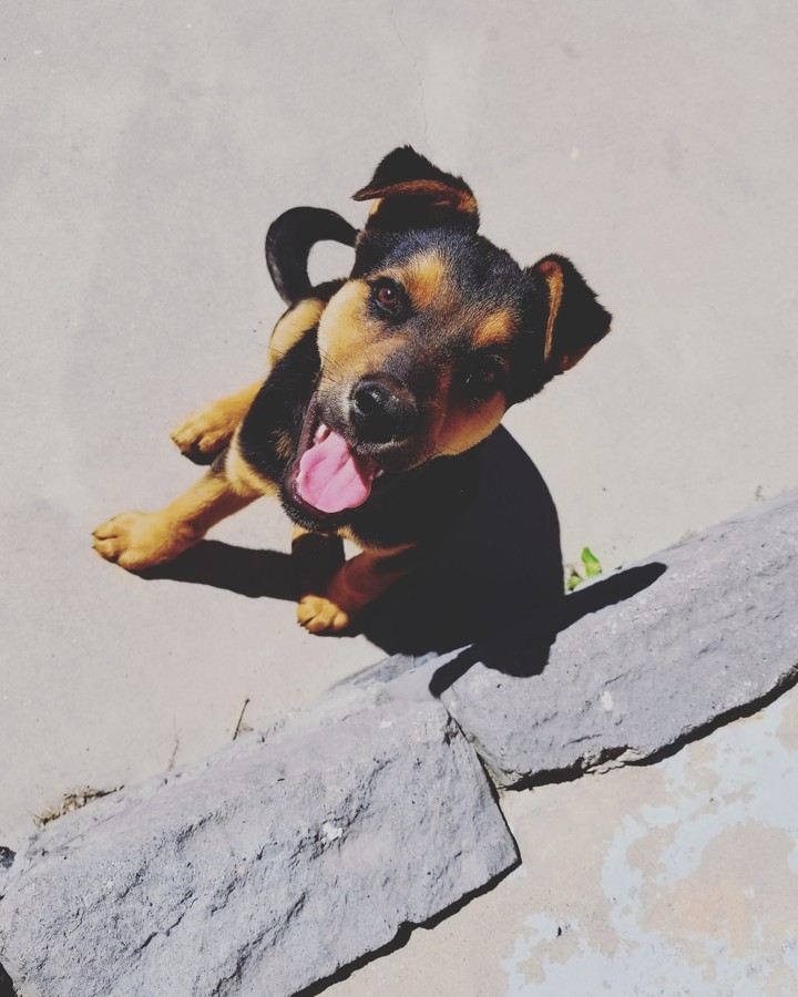 Puppy