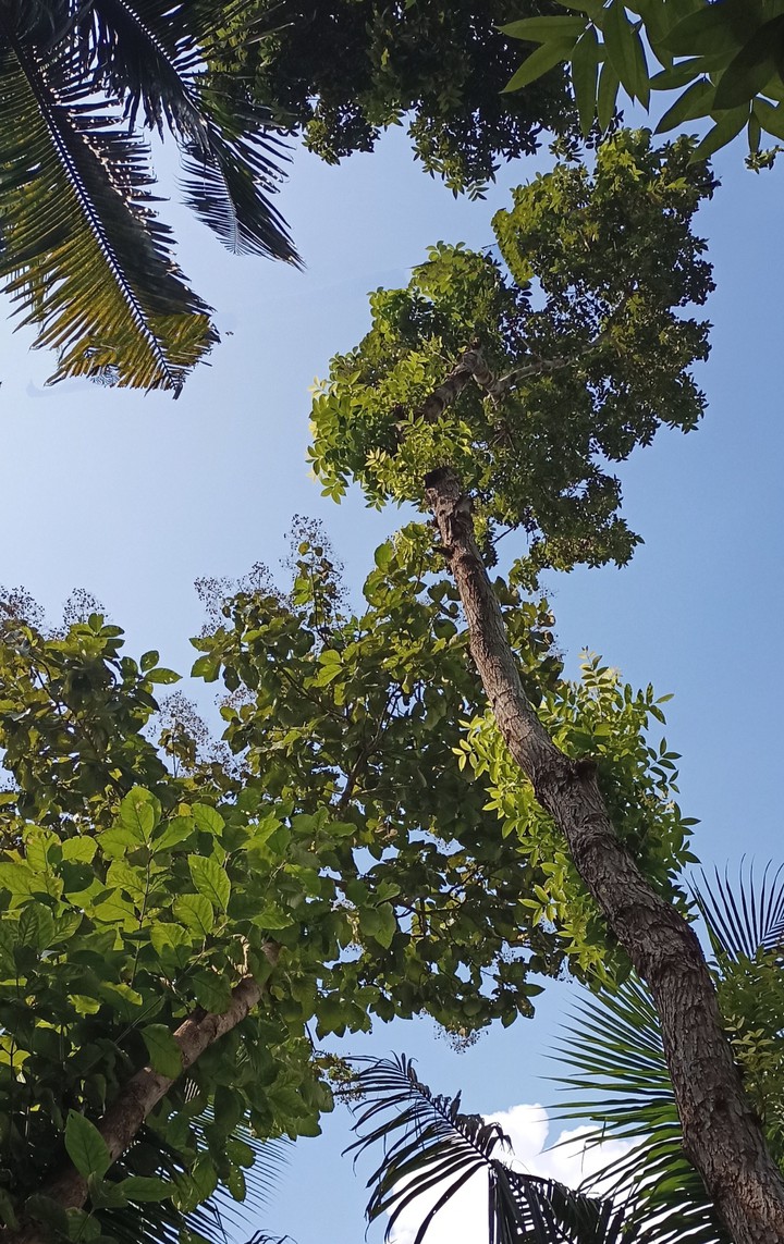 tree