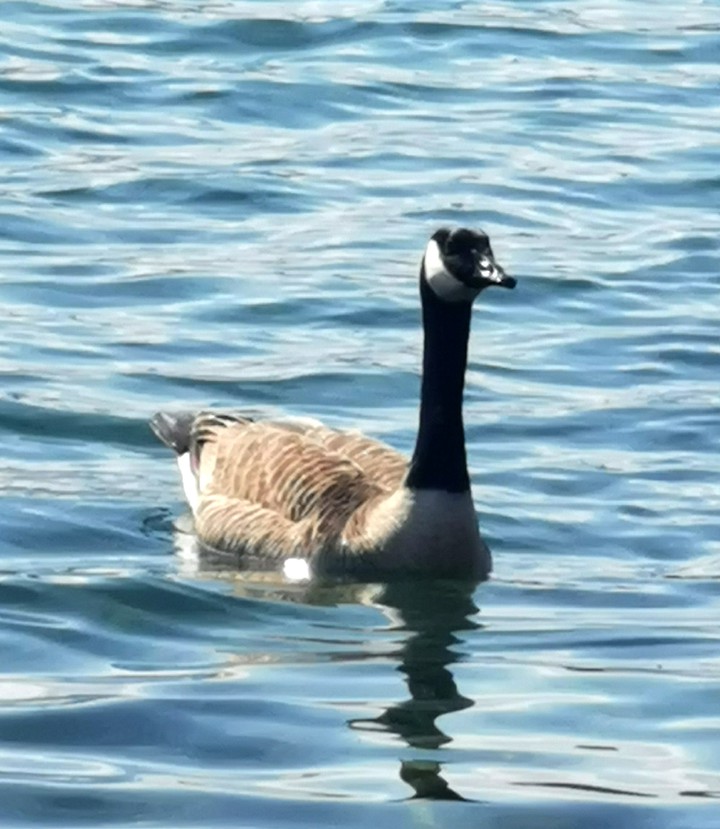 Canard