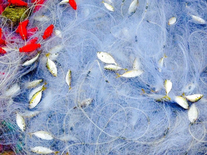 fish