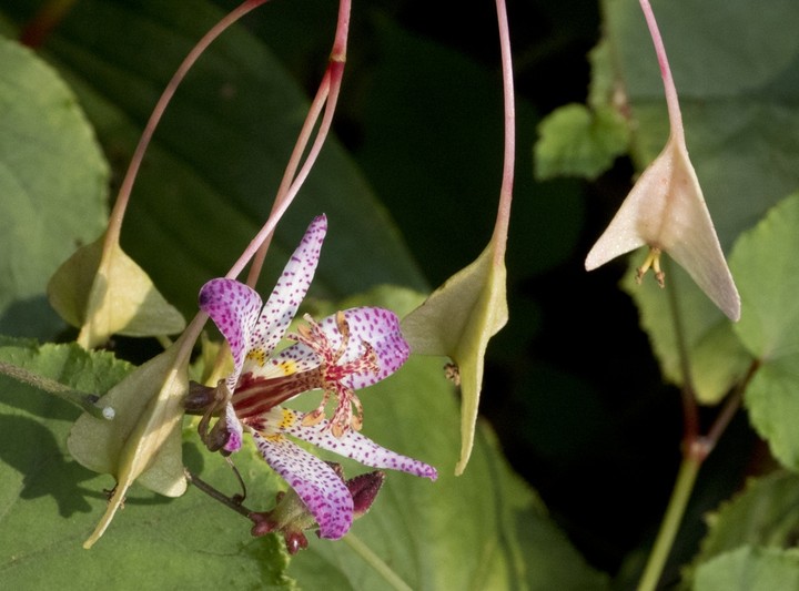 Toad Lily
