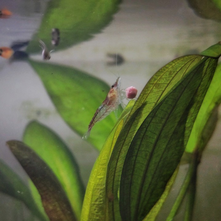 snacktime shrimp
