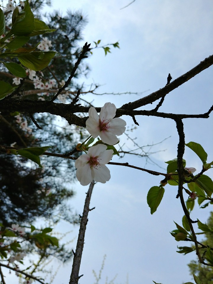 벚꽃 잎