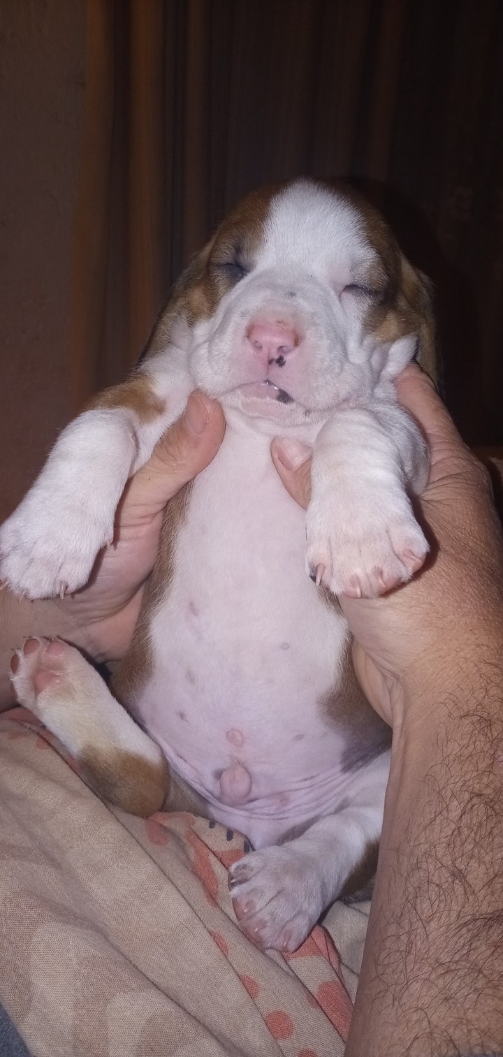 baby