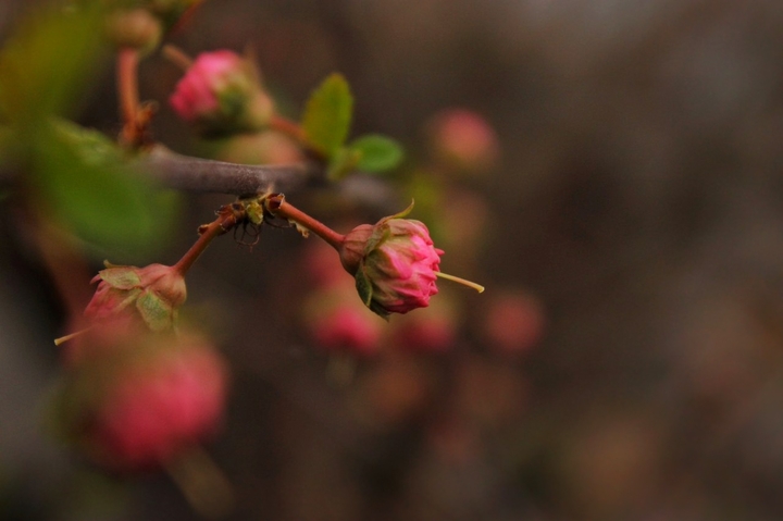 spring flowers
