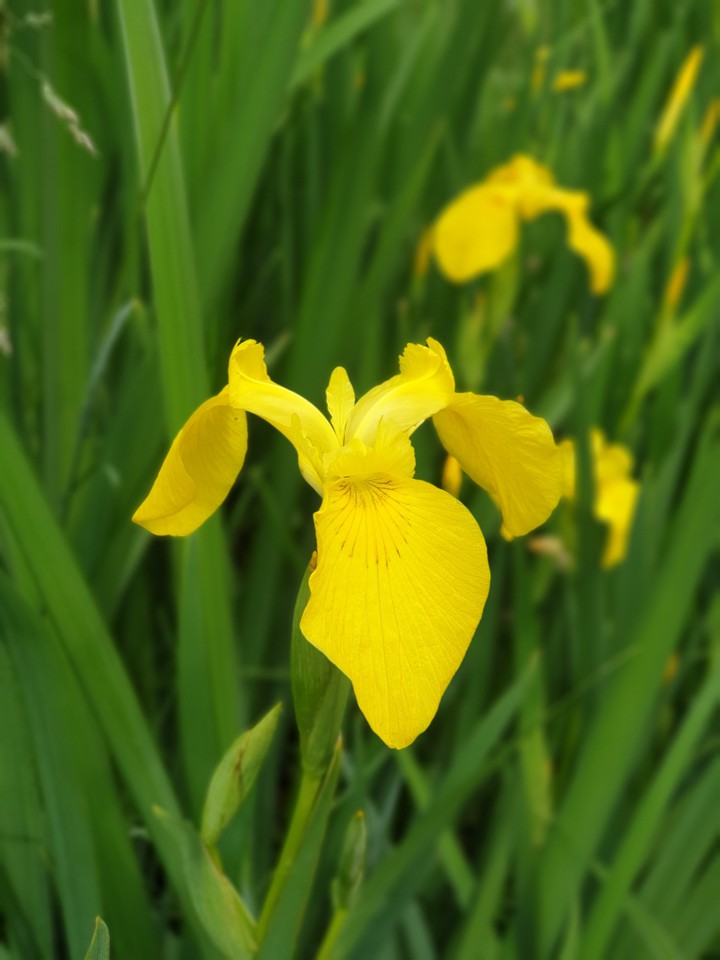 flower in spring