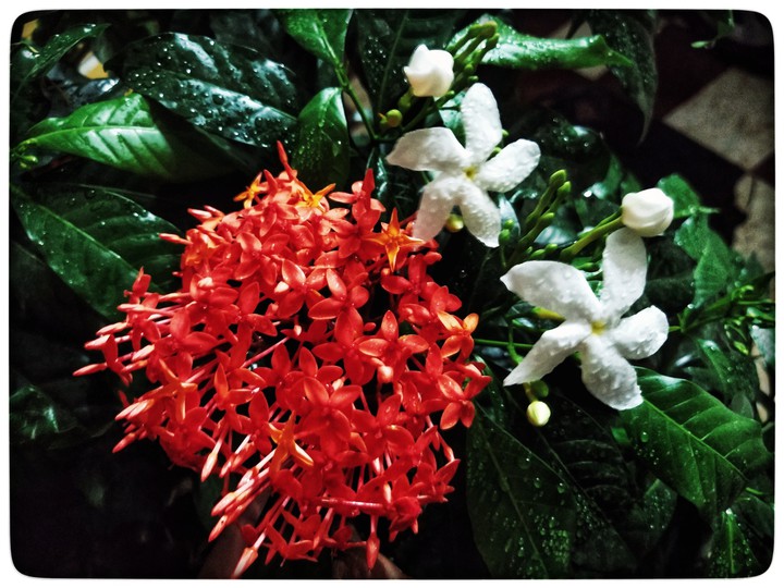 flowers in rain