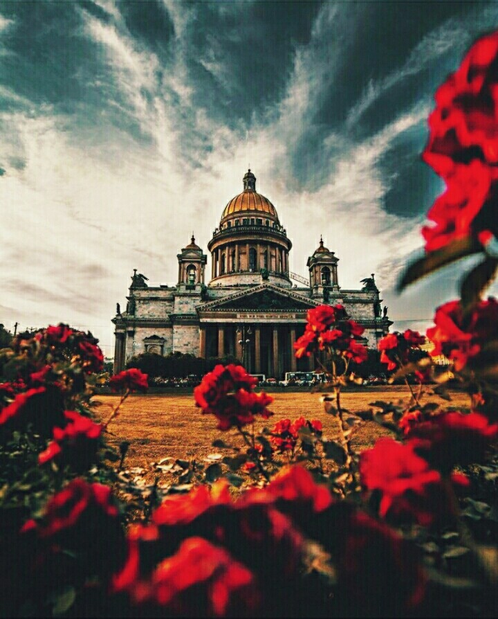 Санкт-Петербург and rose 